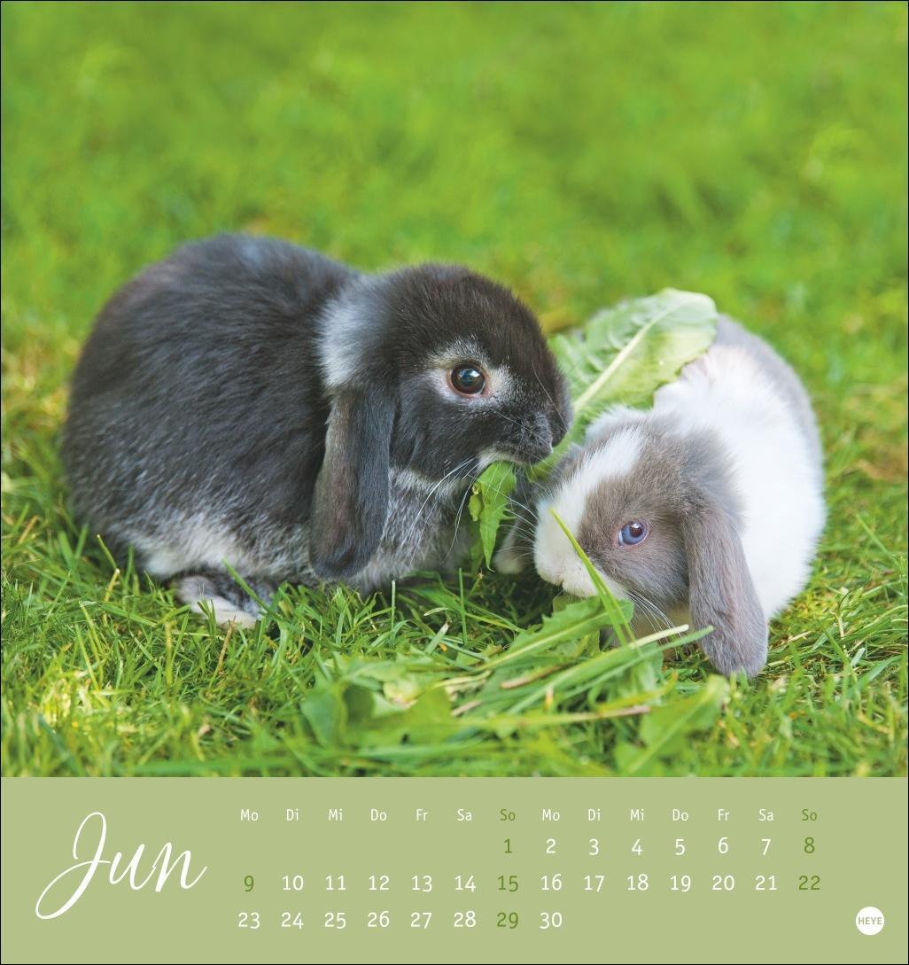 Bild: 9783756407057 | Süße Kaninchen Postkartenkalender 2025 | Kalender | Spiralbindung