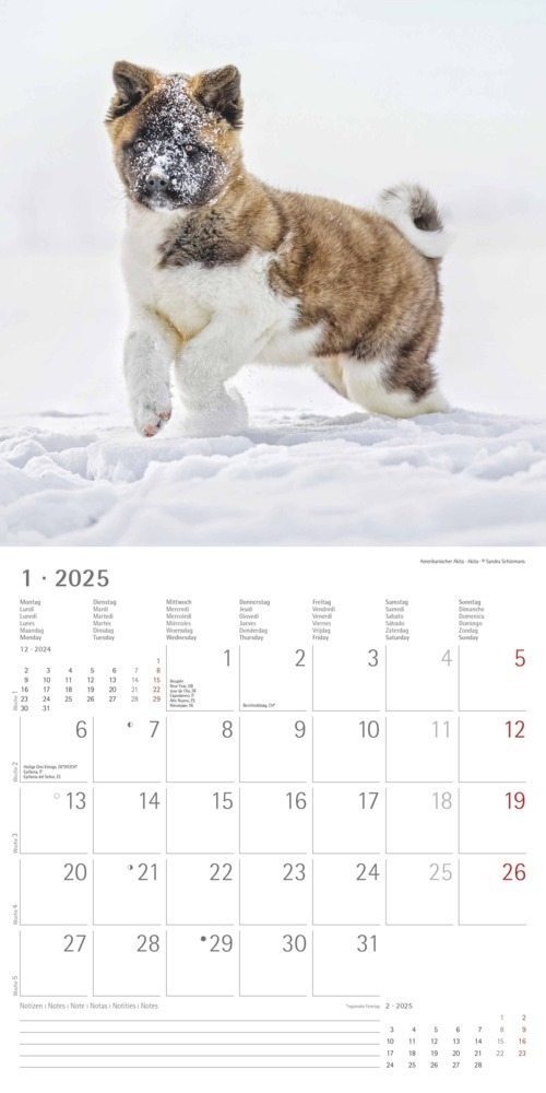 Bild: 4251732340667 | Alpha Edition - Welpen 2025 Broschürenkalender, 30x30cm,...