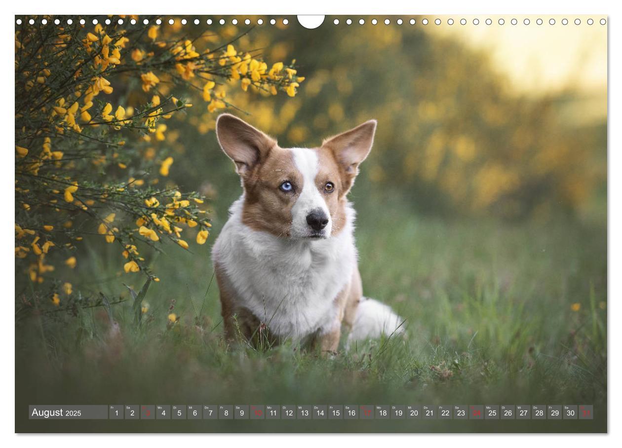 Bild: 9783435118502 | Welsh Corgi - Der Kobold unter den Hunden (Wandkalender 2025 DIN A3...