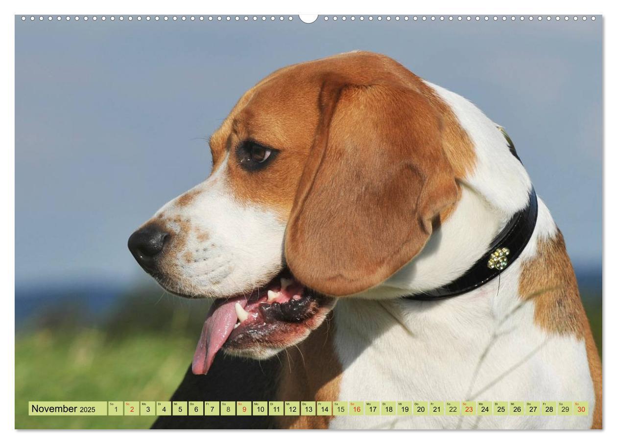 Bild: 9783435573707 | Beagle - Herz auf 4 Pfoten (hochwertiger Premium Wandkalender 2025...