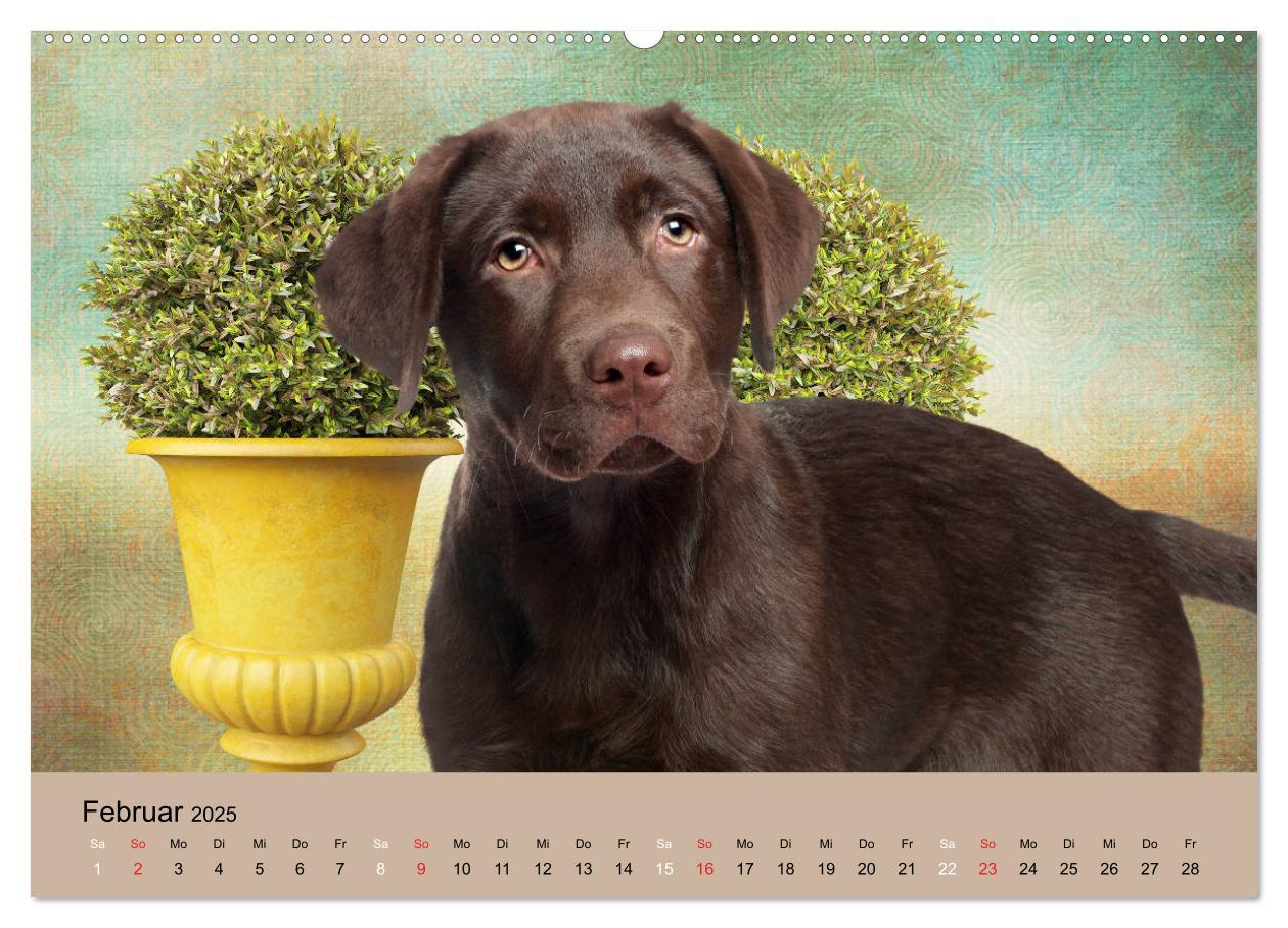 Bild: 9783435160860 | Labrador Retriever unsere Freunde (Wandkalender 2025 DIN A2 quer),...