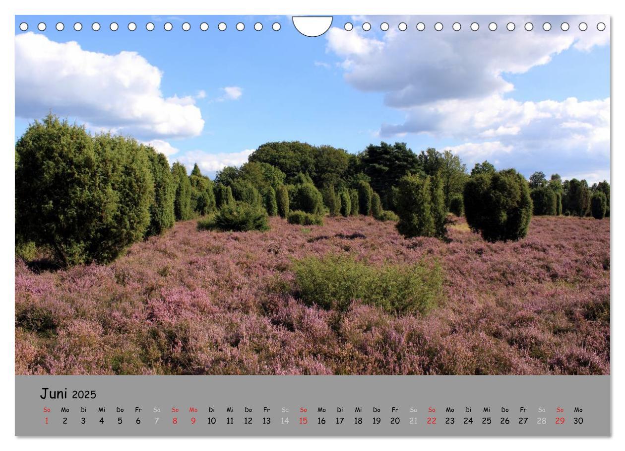 Bild: 9783435679232 | Lüneburger Heide - schön zu jeder Jahreszeit (Wandkalender 2025 DIN...