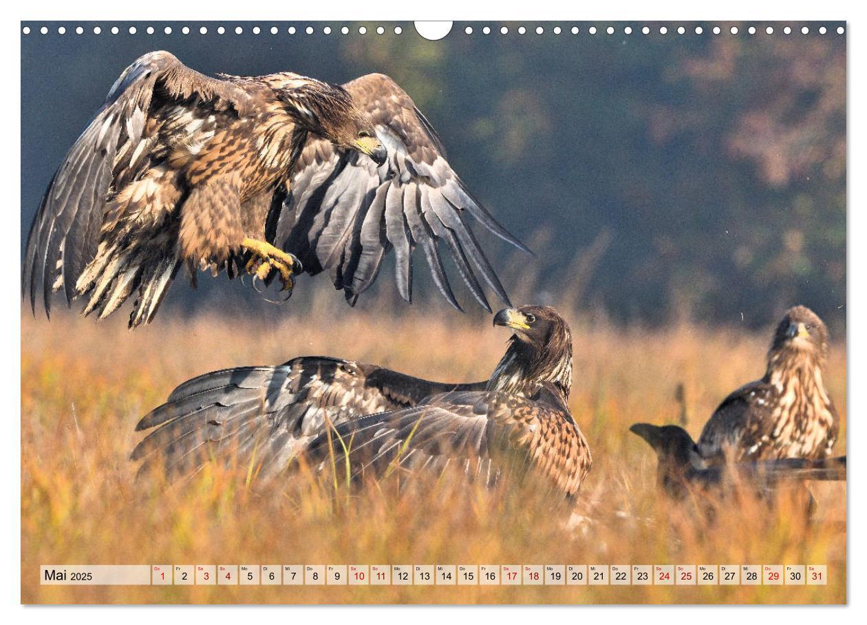 Bild: 9783435230396 | Majestätische Seeadler (Wandkalender 2025 DIN A3 quer), CALVENDO...