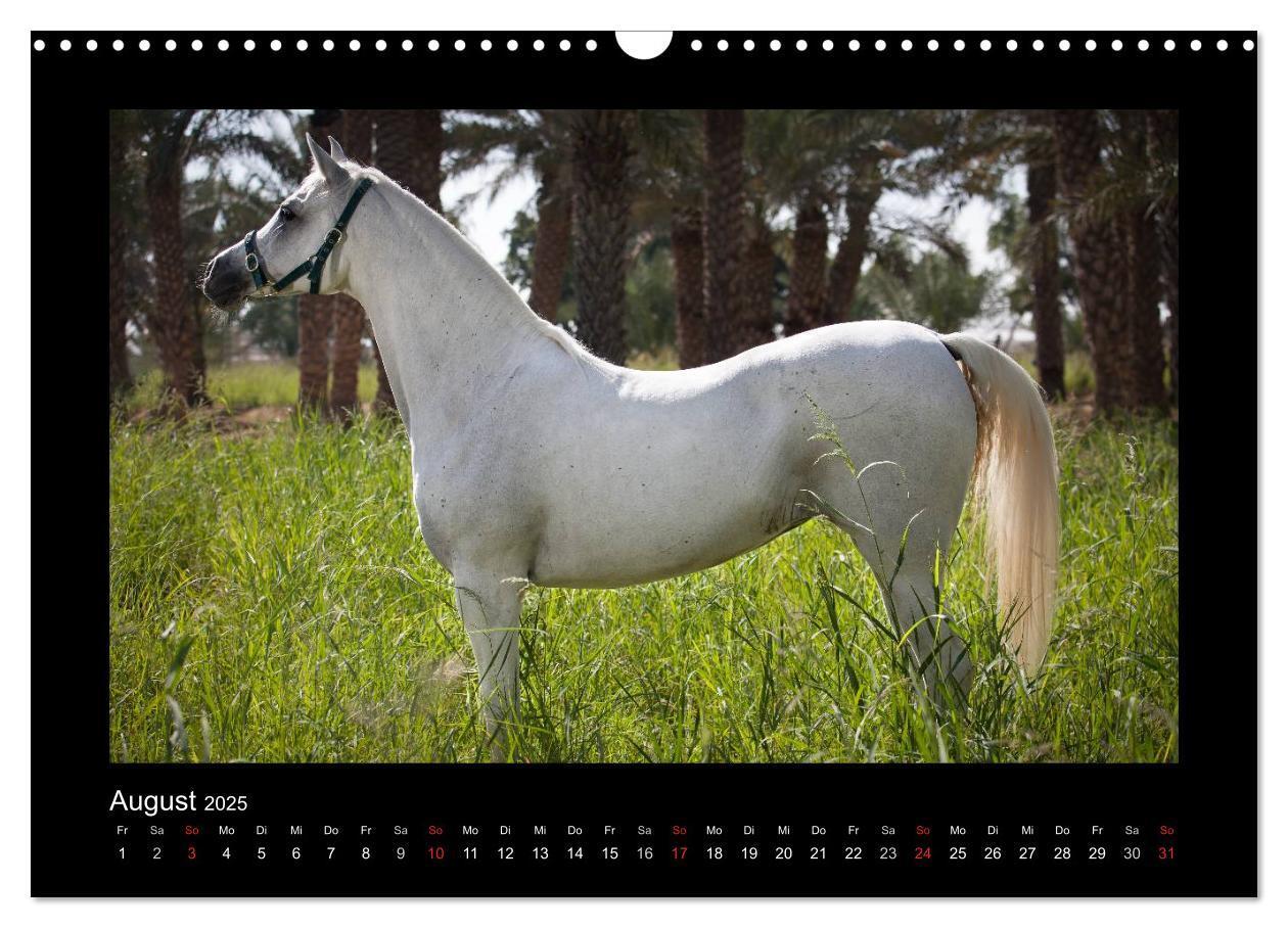 Bild: 9783435789412 | Vollblutaraber (Wandkalender 2025 DIN A3 quer), CALVENDO...