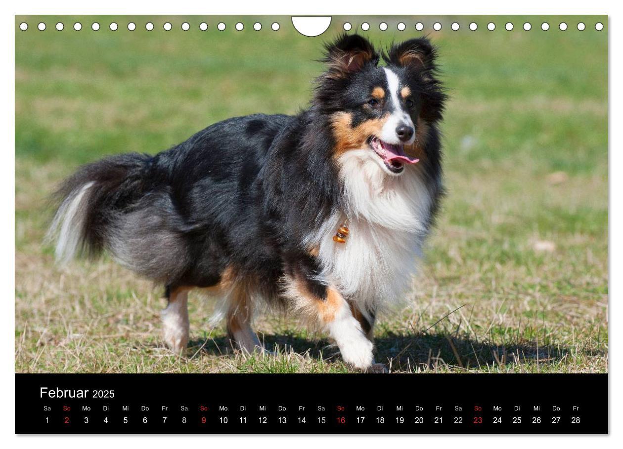 Bild: 9783435768646 | Sheltie 2025 (Wandkalender 2025 DIN A4 quer), CALVENDO Monatskalender