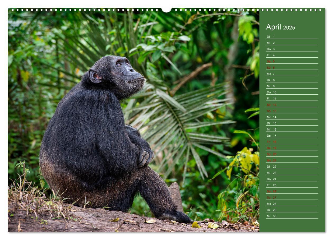 Bild: 9783383973697 | UGANDA - Perle Afrikas (Wandkalender 2025 DIN A2 quer), CALVENDO...