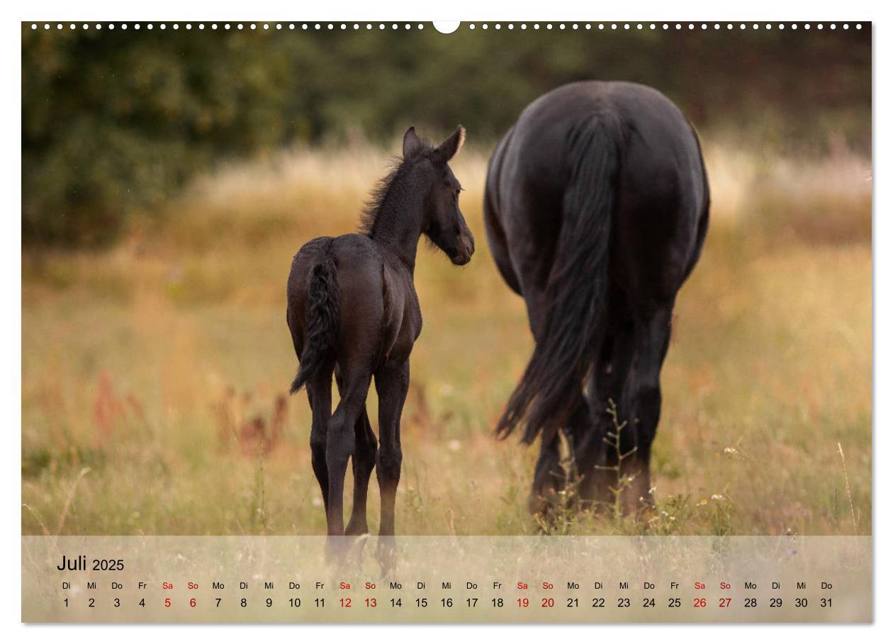 Bild: 9783435288878 | Pferdezauber 2025 (Wandkalender 2025 DIN A2 quer), CALVENDO...