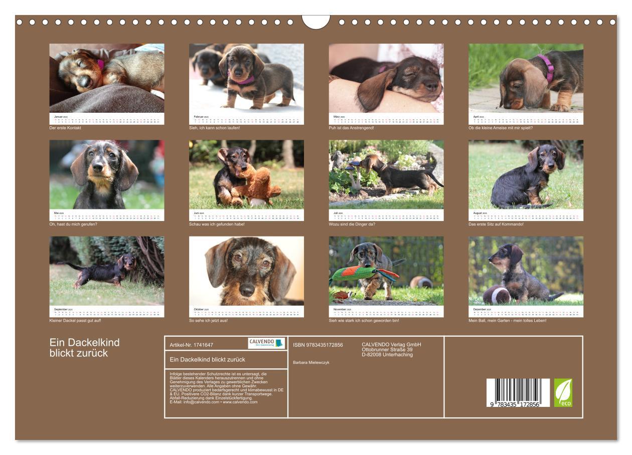 Bild: 9783435172856 | Ein Dackelkind blickt zurück (Wandkalender 2025 DIN A3 quer),...