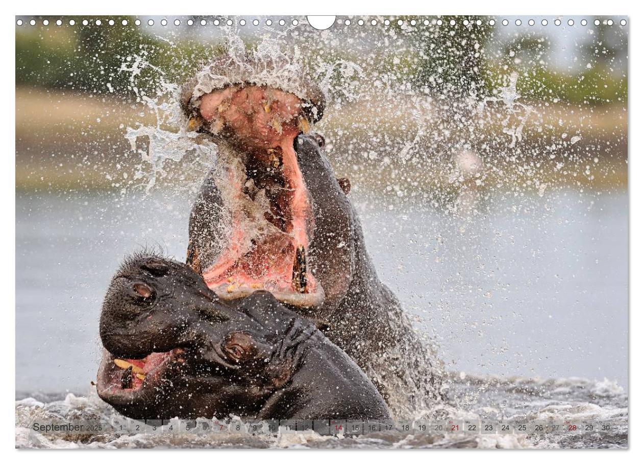 Bild: 9783435764785 | Flusspferde Magie des Augenblicks - Hippos in Afrika (Wandkalender...