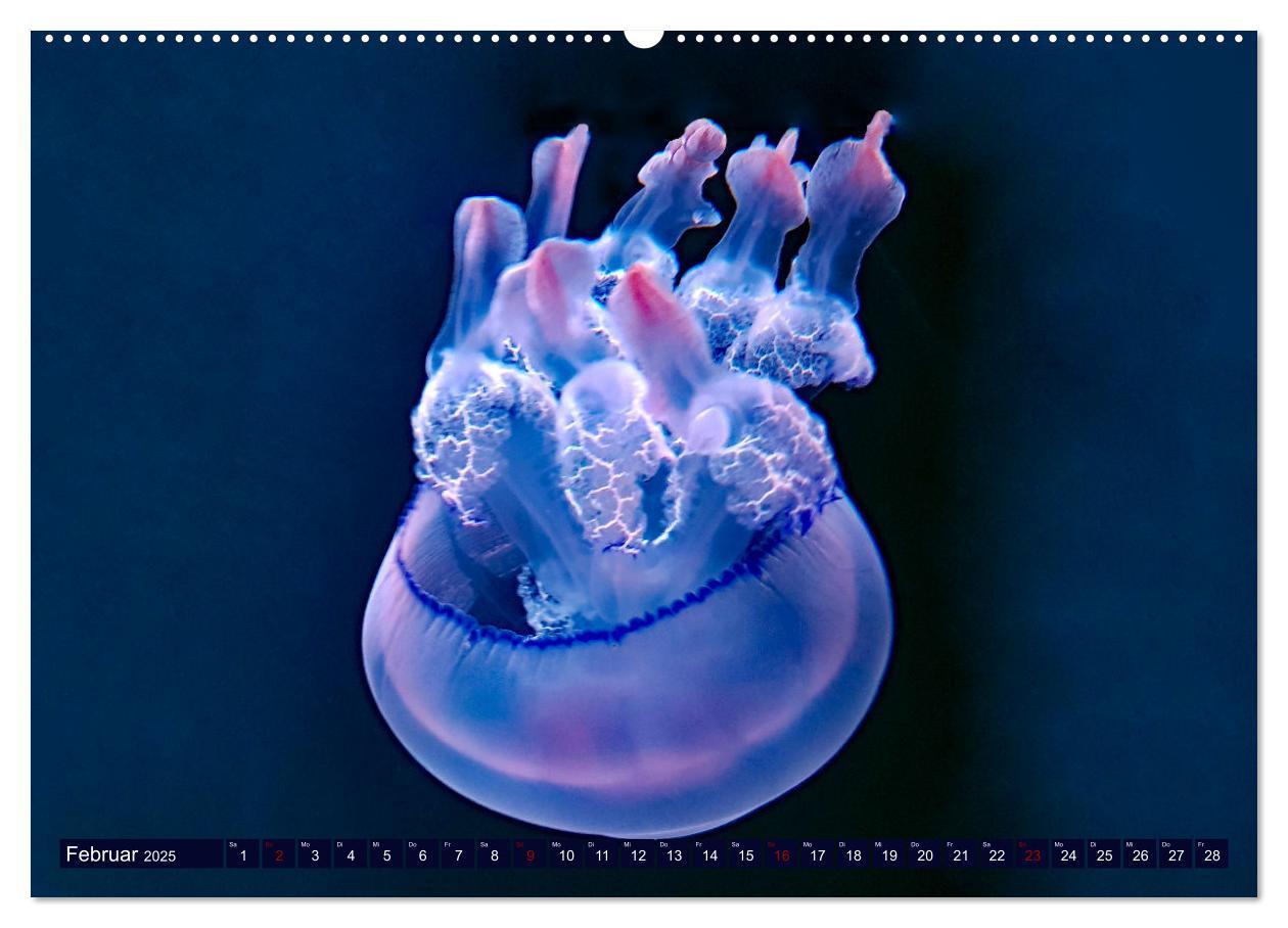 Bild: 9783383953842 | In der Welt der Medusen (hochwertiger Premium Wandkalender 2025 DIN...