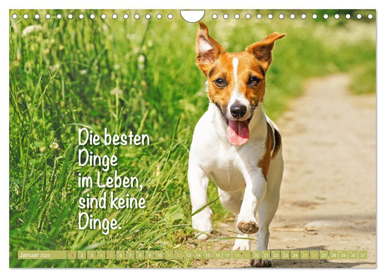 Bild: 9783457199763 | Jack Russell Terrier: flink und verspielt (Wandkalender 2025 DIN A4...