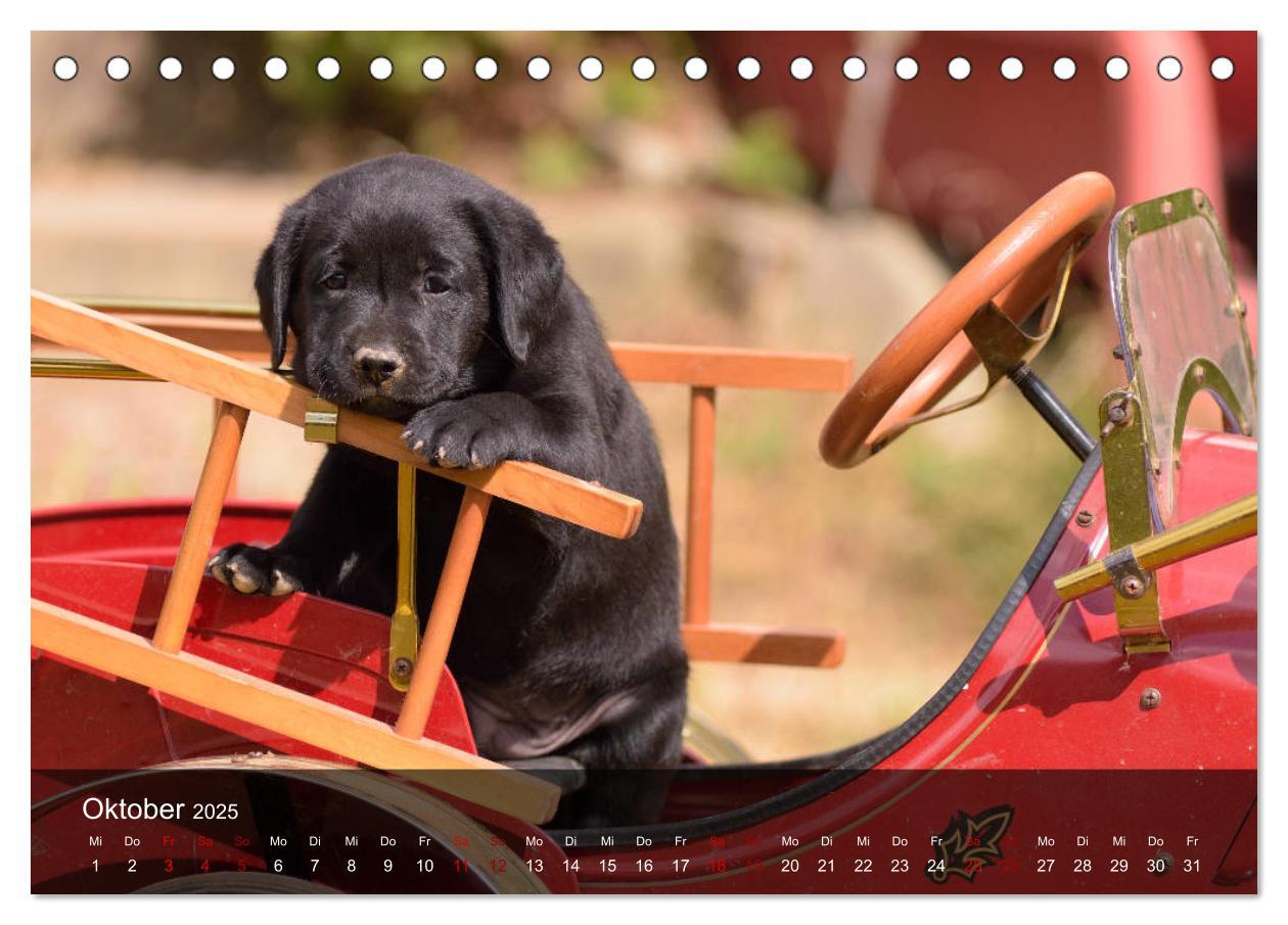 Bild: 9783435453672 | Labrador Retriever Welpen (Tischkalender 2025 DIN A5 quer),...