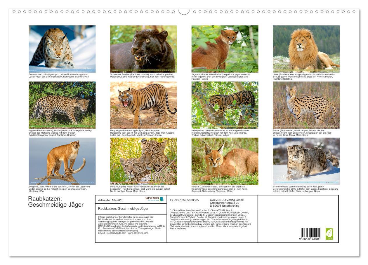 Bild: 9783435070565 | Raubkatzen: Geschmeidige Jäger (Wandkalender 2025 DIN A2 quer),...