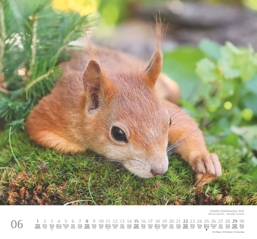 Bild: 4250809652696 | DUMONT - Geliebte Eichhörnchen 2025 Wandkalender, 38x35,5cm,...