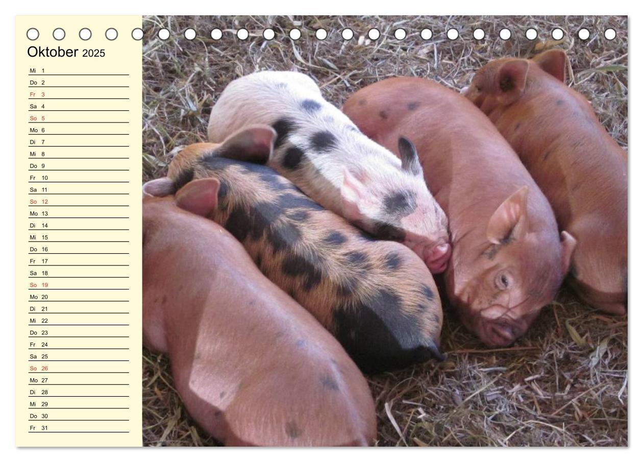 Bild: 9783435529421 | Von Säuen die Schwein haben! (Tischkalender 2025 DIN A5 quer),...