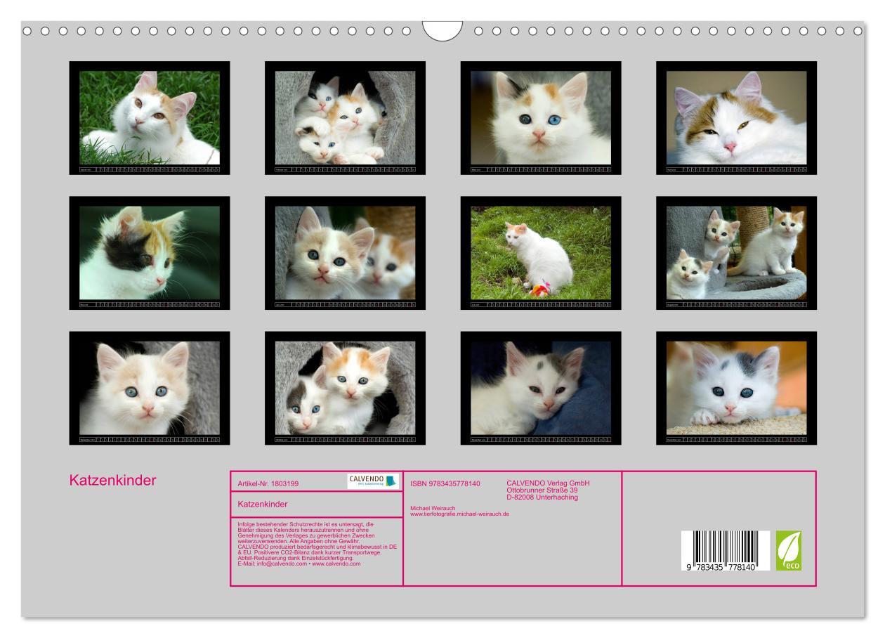 Bild: 9783435778140 | Katzenkinder (Wandkalender 2025 DIN A3 quer), CALVENDO Monatskalender