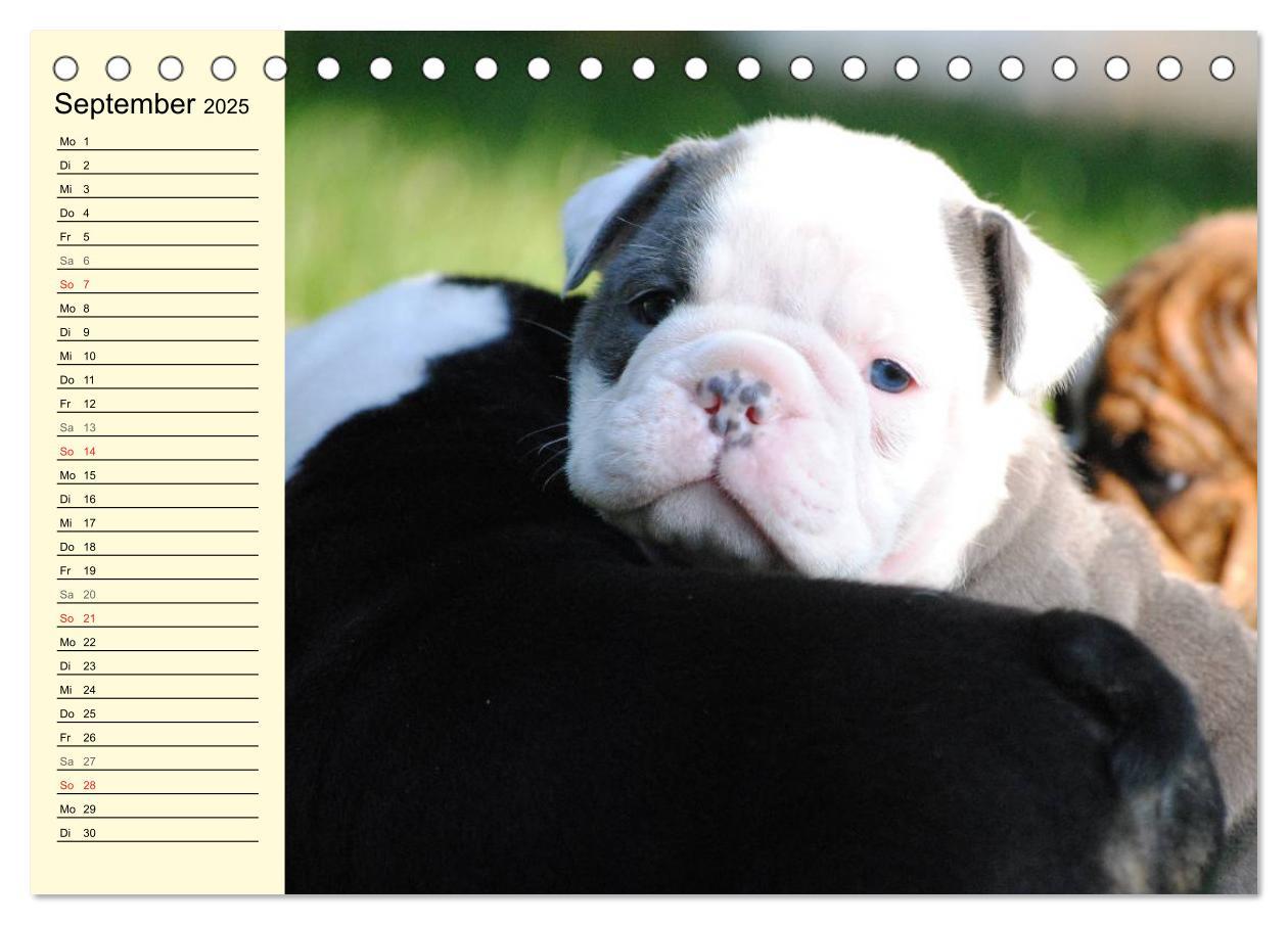 Bild: 9783435533497 | Bulldoggen-Moppelchen (Tischkalender 2025 DIN A5 quer), CALVENDO...