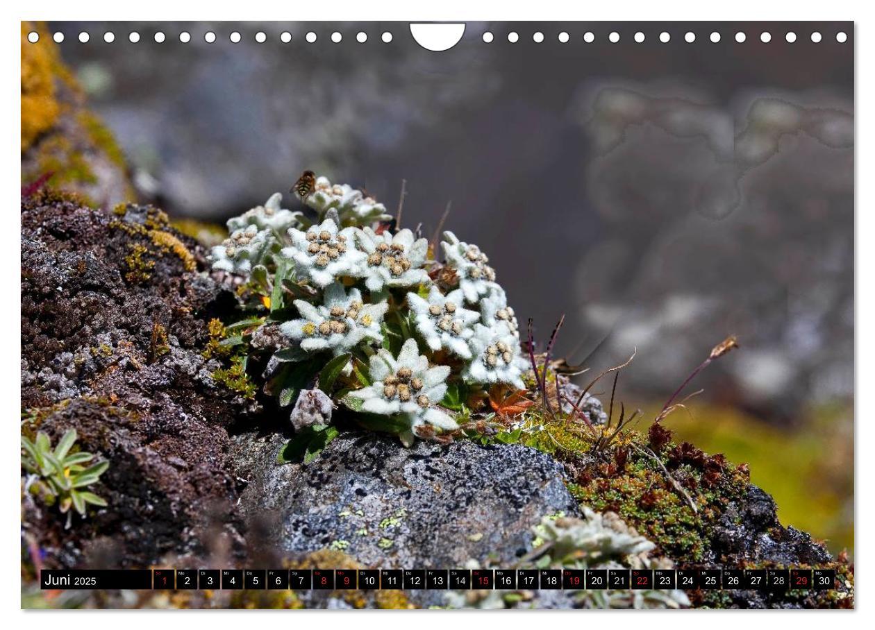 Bild: 9783435724666 | Meine 12 schönsten Alpenblumen (Wandkalender 2025 DIN A4 quer),...