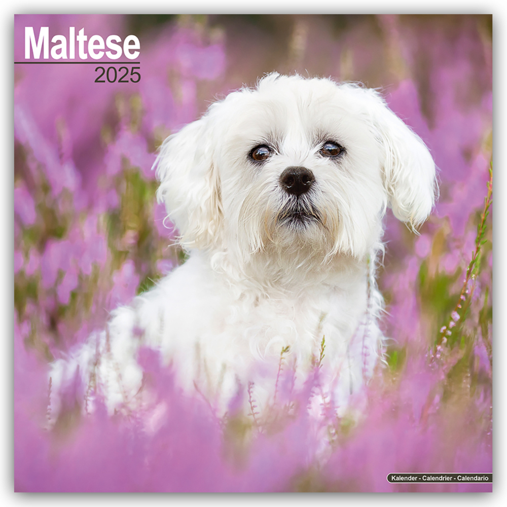 Cover: 9781804603673 | Maltese - Malteser 2025 - 16-Monatskalender | Avonside Publishing Ltd