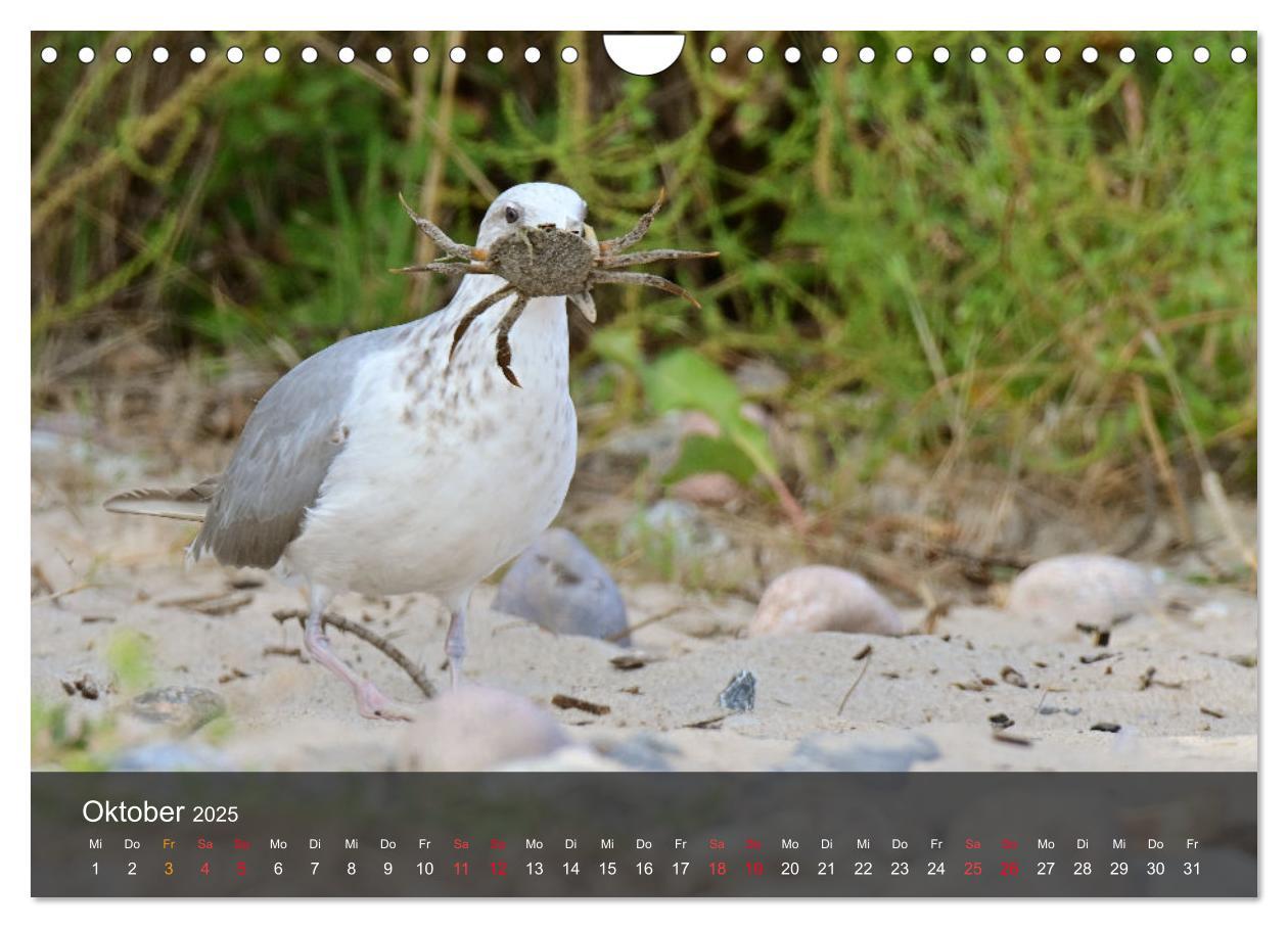 Bild: 9783383926334 | Strand und Küste - Möwen (Wandkalender 2025 DIN A4 quer), CALVENDO...