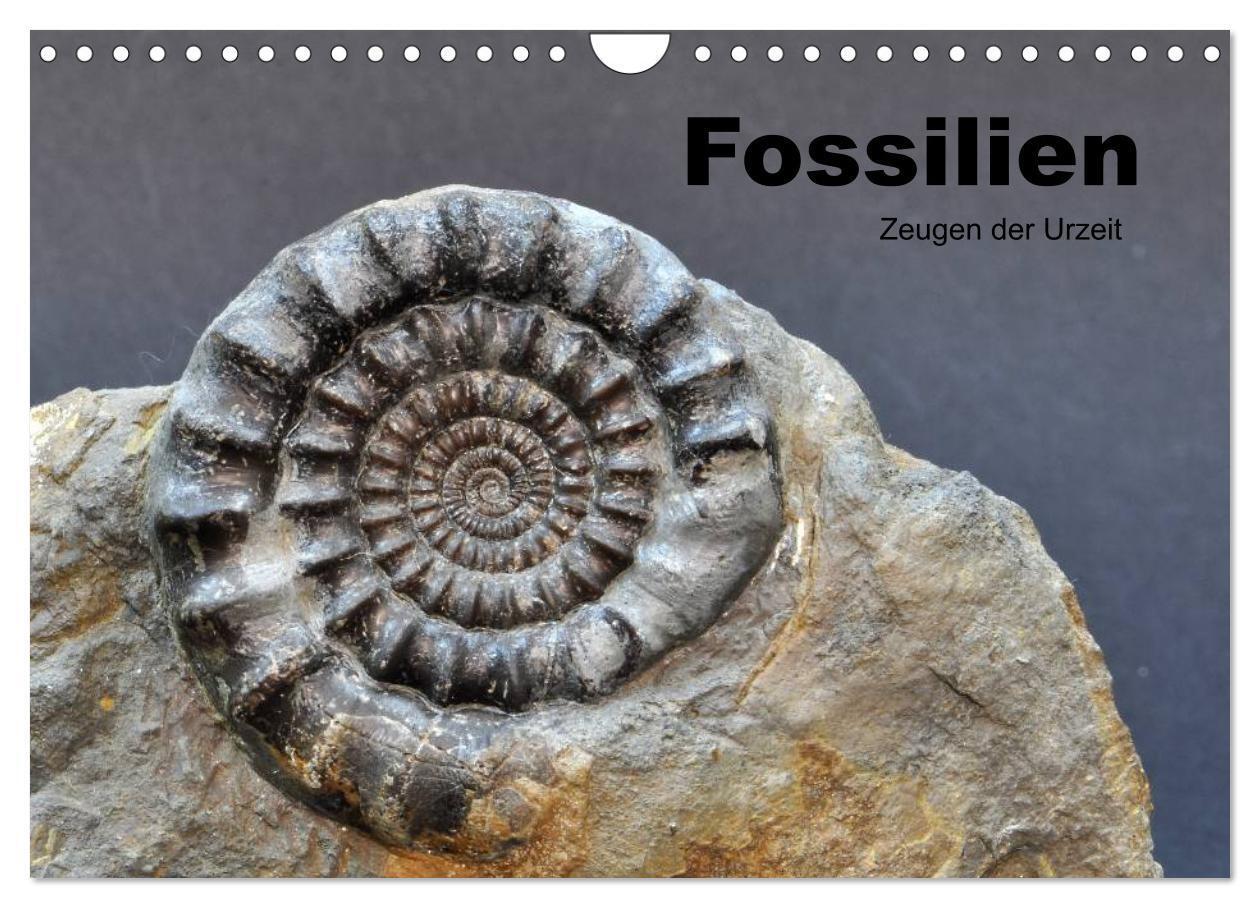 Cover: 9783435772056 | Fossilien - Zeugen der Urzeit (Wandkalender 2025 DIN A4 quer),...