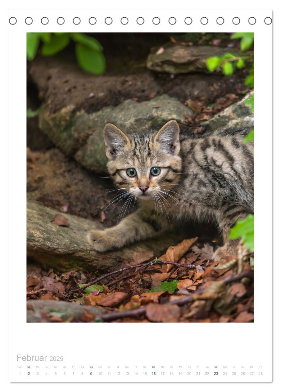 Bild: 9783435953240 | Wildkatzen - Kleine Samtpfoten des Waldes (Tischkalender 2025 DIN...