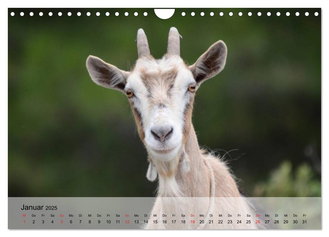 Bild: 9783435601271 | Ziegen. Kluge Freigeister (Wandkalender 2025 DIN A4 quer), CALVENDO...