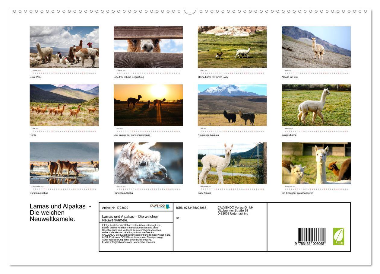 Bild: 9783435003068 | Lamas und Alpakas - Die weichen Neuweltkamele. (Wandkalender 2025...