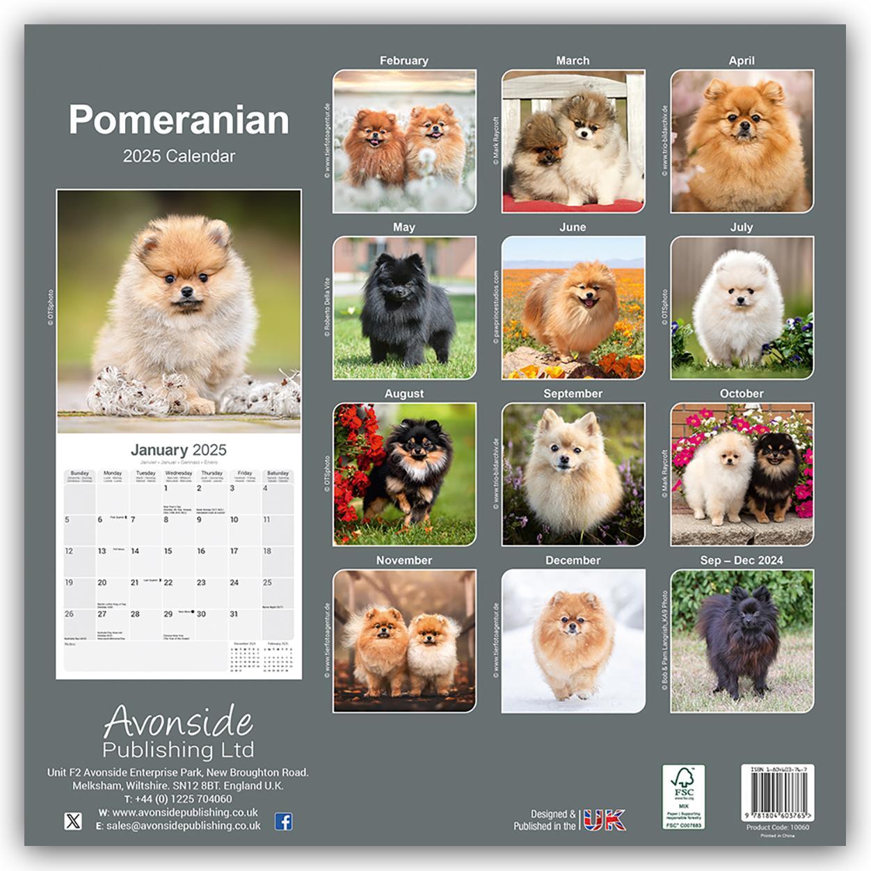 Rückseite: 9781804424971 | Pomeranians - Zwergspitz - Pomeranian Zwergspitz 2025 -...