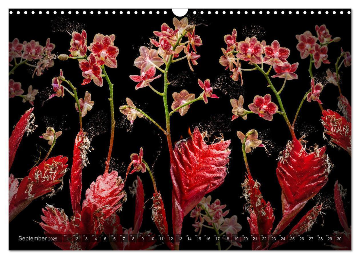 Bild: 9783383852251 | Orchidea (Wandkalender 2025 DIN A3 quer), CALVENDO Monatskalender