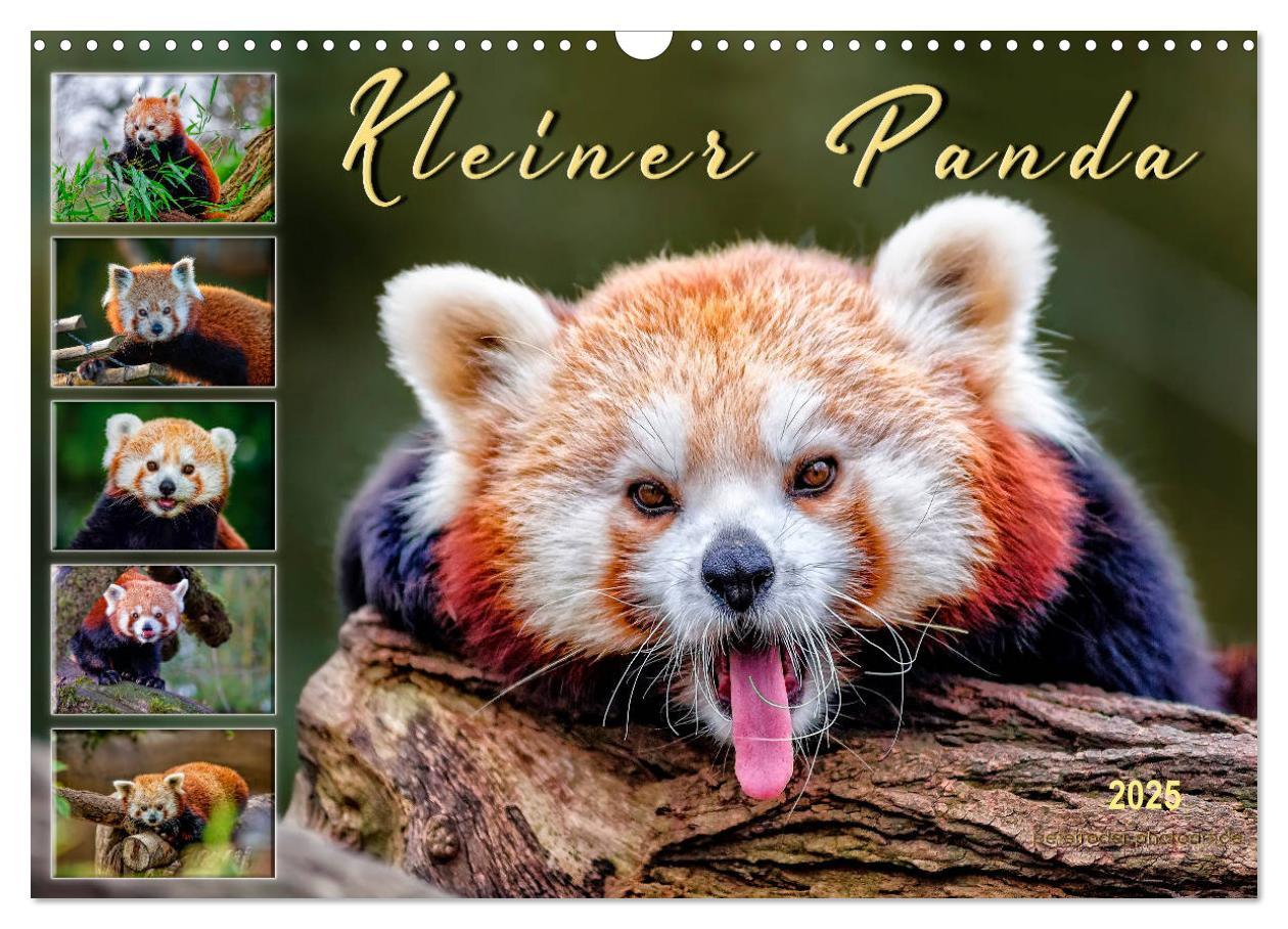 Cover: 9783435436965 | Kleiner Panda (Wandkalender 2025 DIN A3 quer), CALVENDO Monatskalender