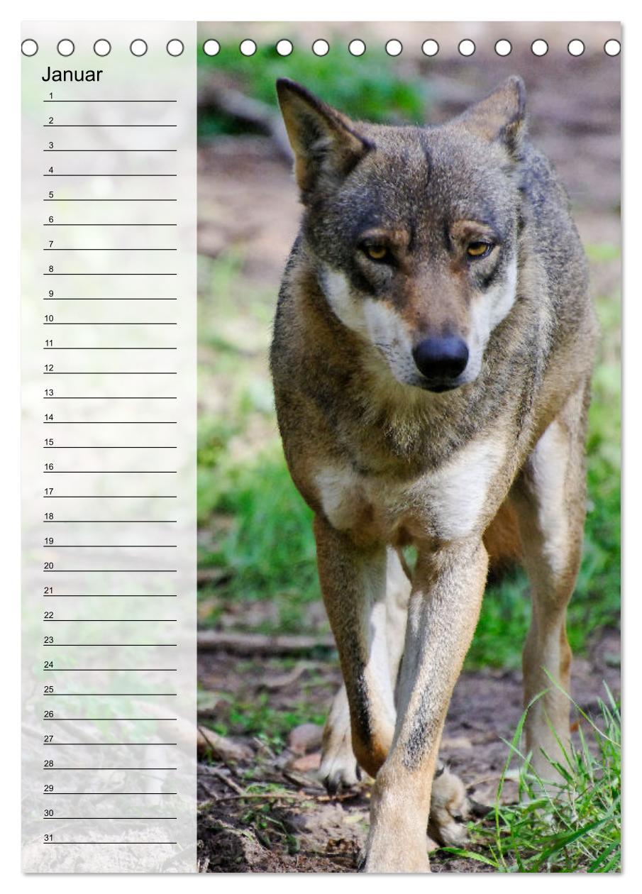 Bild: 9783435882335 | Der Wolf - Isegrim in den heimischen Wäldern - Kalender 2025...