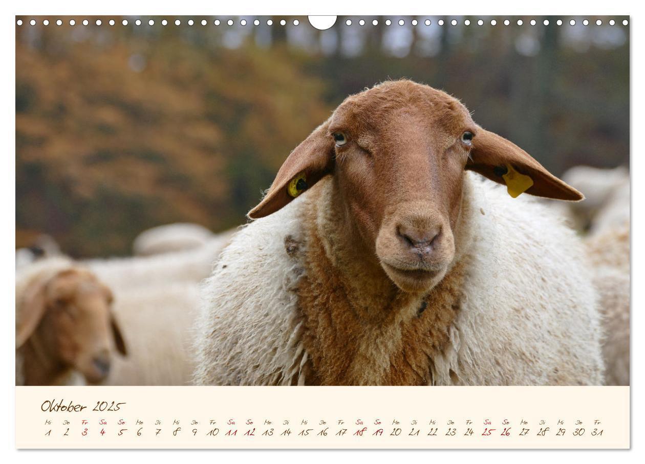 Bild: 9783435172832 | Coburger Fuchsschaf (Wandkalender 2025 DIN A3 quer), CALVENDO...