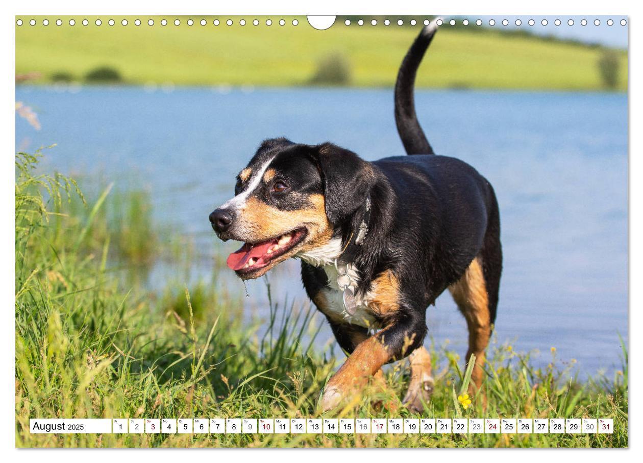 Bild: 9783435313051 | Mein bester Freund - Entlebucher Sennenhund (Wandkalender 2025 DIN...