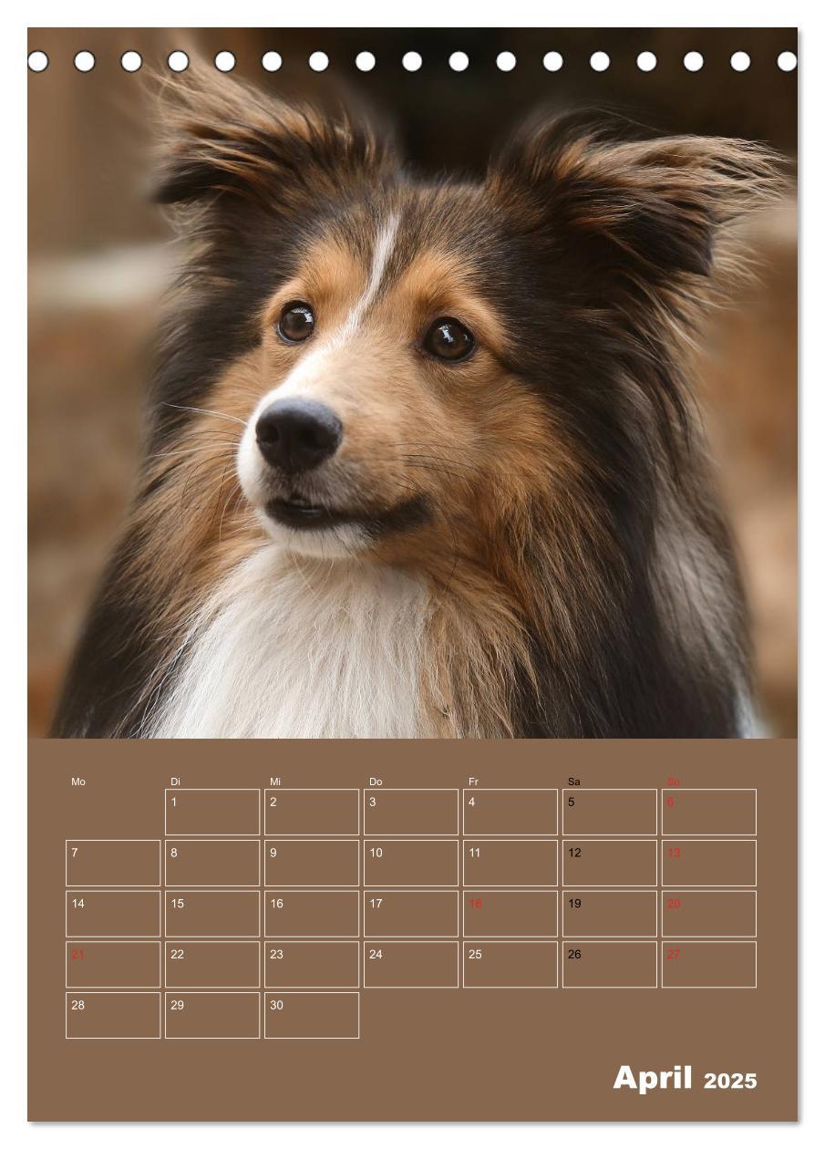 Bild: 9783457011997 | SHELTIES Herzensbrecher auf 4 Pfoten (Tischkalender 2025 DIN A5...