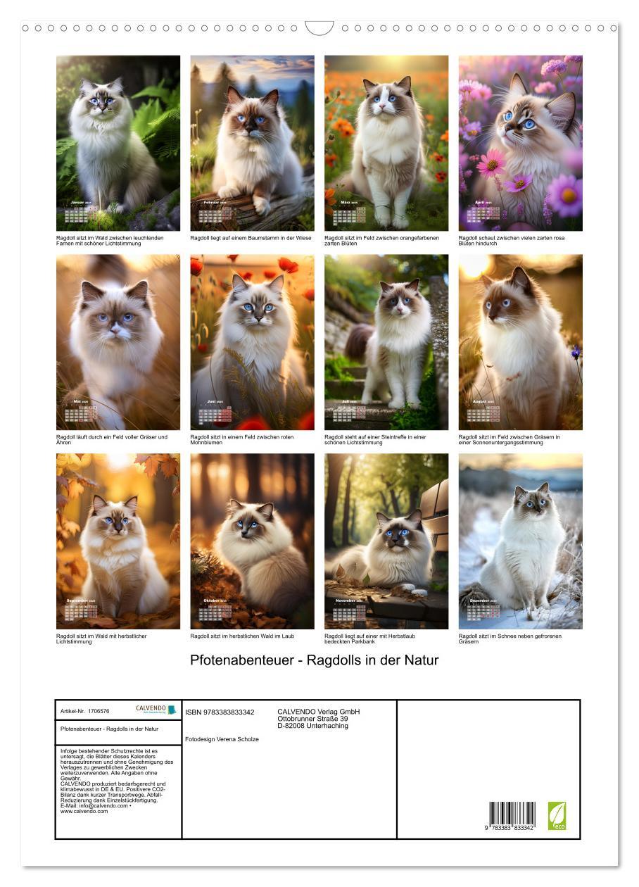 Bild: 9783383833342 | Pfotenabenteuer - Ragdolls in der Natur (Wandkalender 2025 DIN A2...