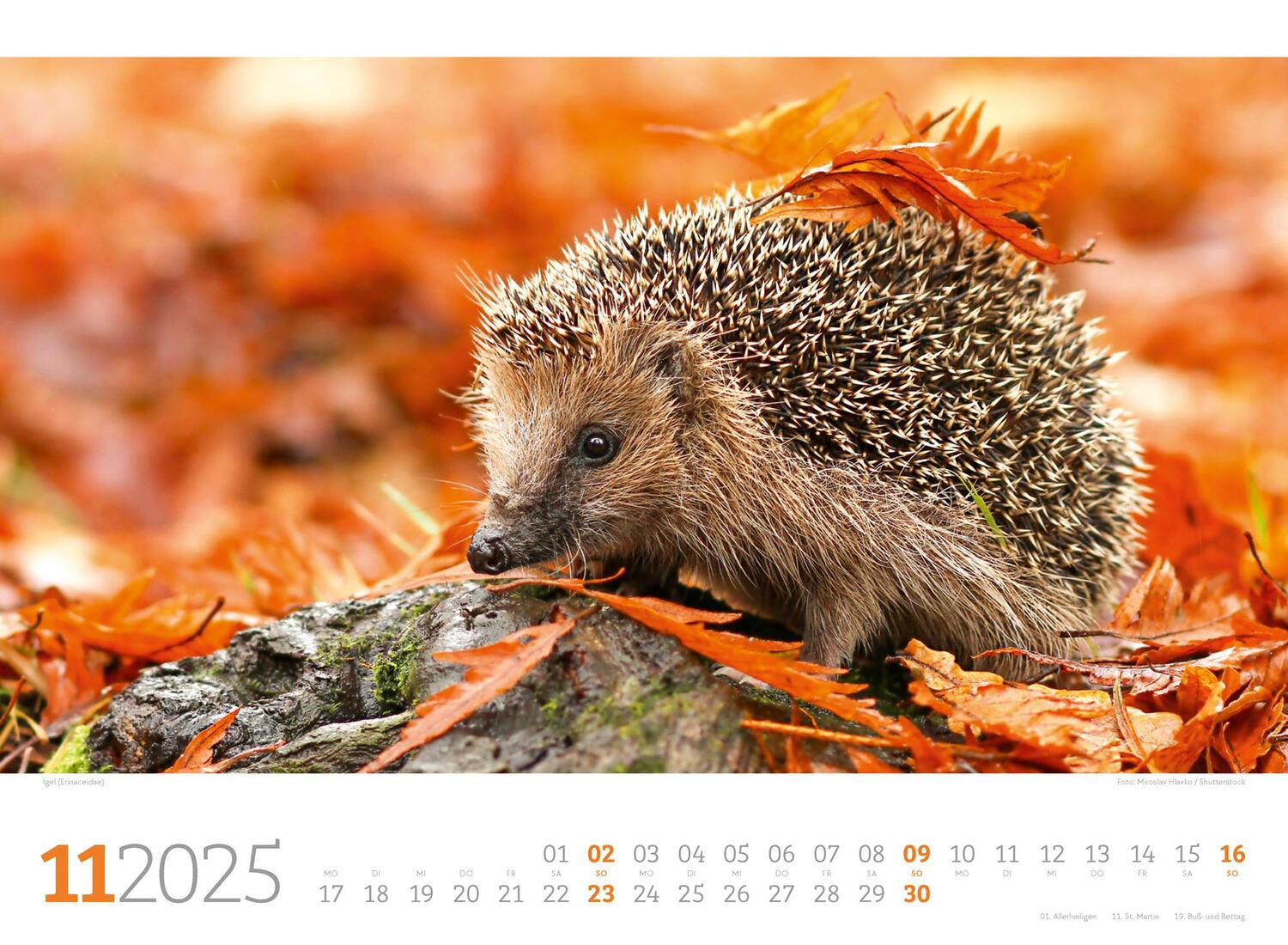 Bild: 9783838425825 | Tierwelt Wald Kalender 2025 | Ackermann Kunstverlag | Kalender | 14 S.