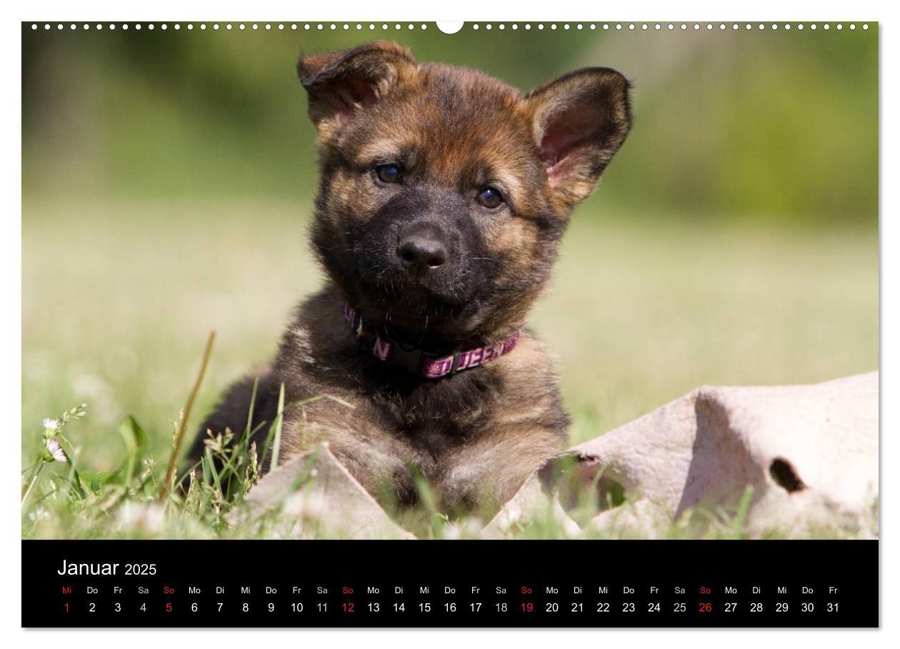 Bild: 9783435822652 | Hundewelpen (Wandkalender 2025 DIN A2 quer), CALVENDO Monatskalender