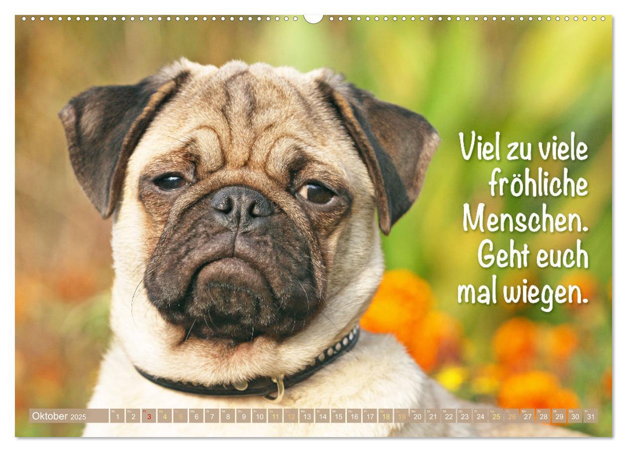 Bild: 9783457167205 | Lächeln mit Mops (Wandkalender 2025 DIN A2 quer), CALVENDO...