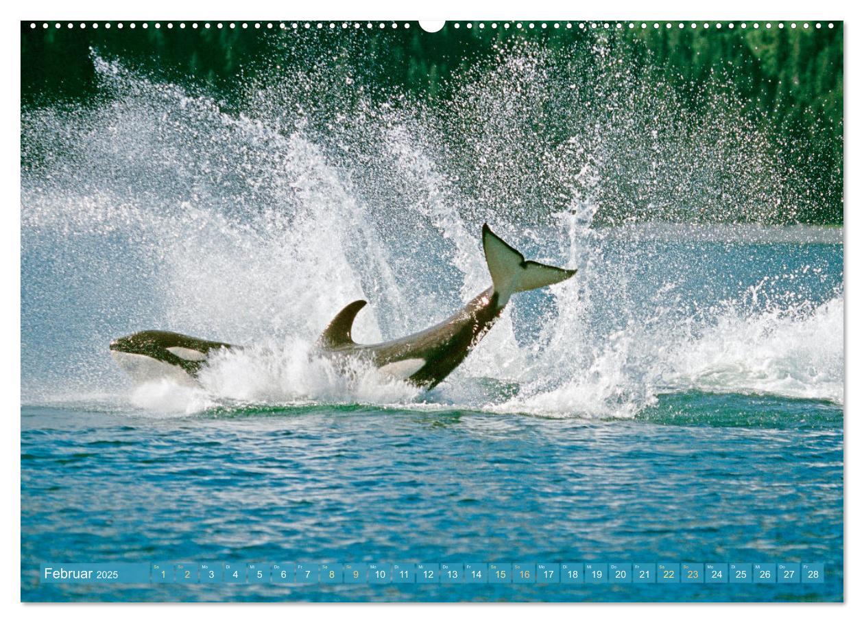 Bild: 9783383865626 | Orcas: Schwarz-weiße Giganten (Wandkalender 2025 DIN A2 quer),...