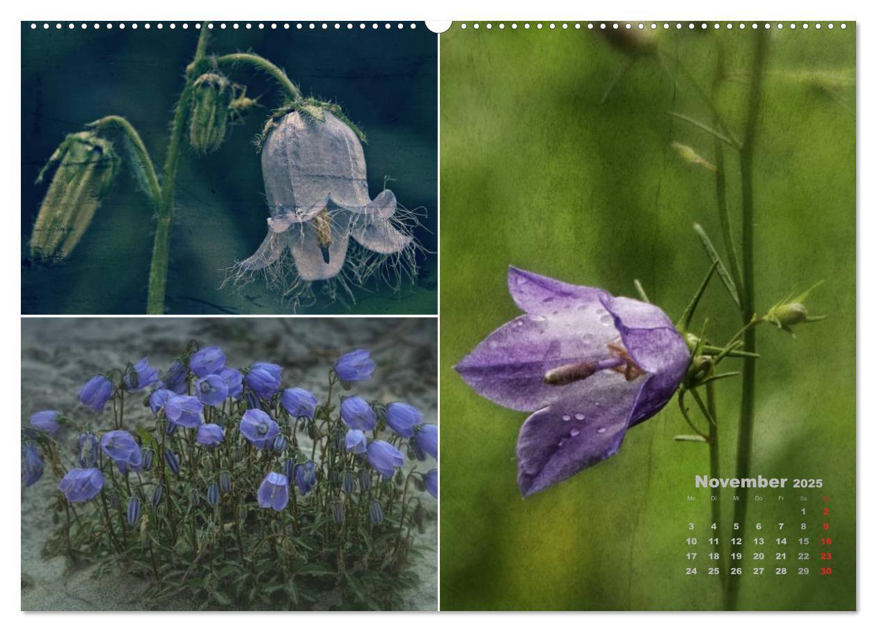 Bild: 9783435602469 | Blumenreise 2025 (hochwertiger Premium Wandkalender 2025 DIN A2...