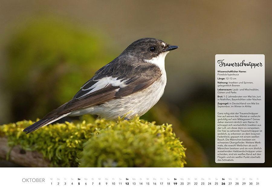 Bild: 9783966648370 | Unsere Gartenvögel Kalender 2025 | Kalender | 14 S. | Deutsch | 2025