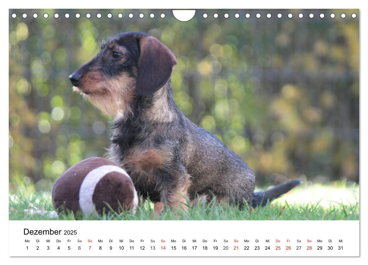 Bild: 9783435173419 | Ein Dackelkind blickt zurück (Wandkalender 2025 DIN A4 quer),...