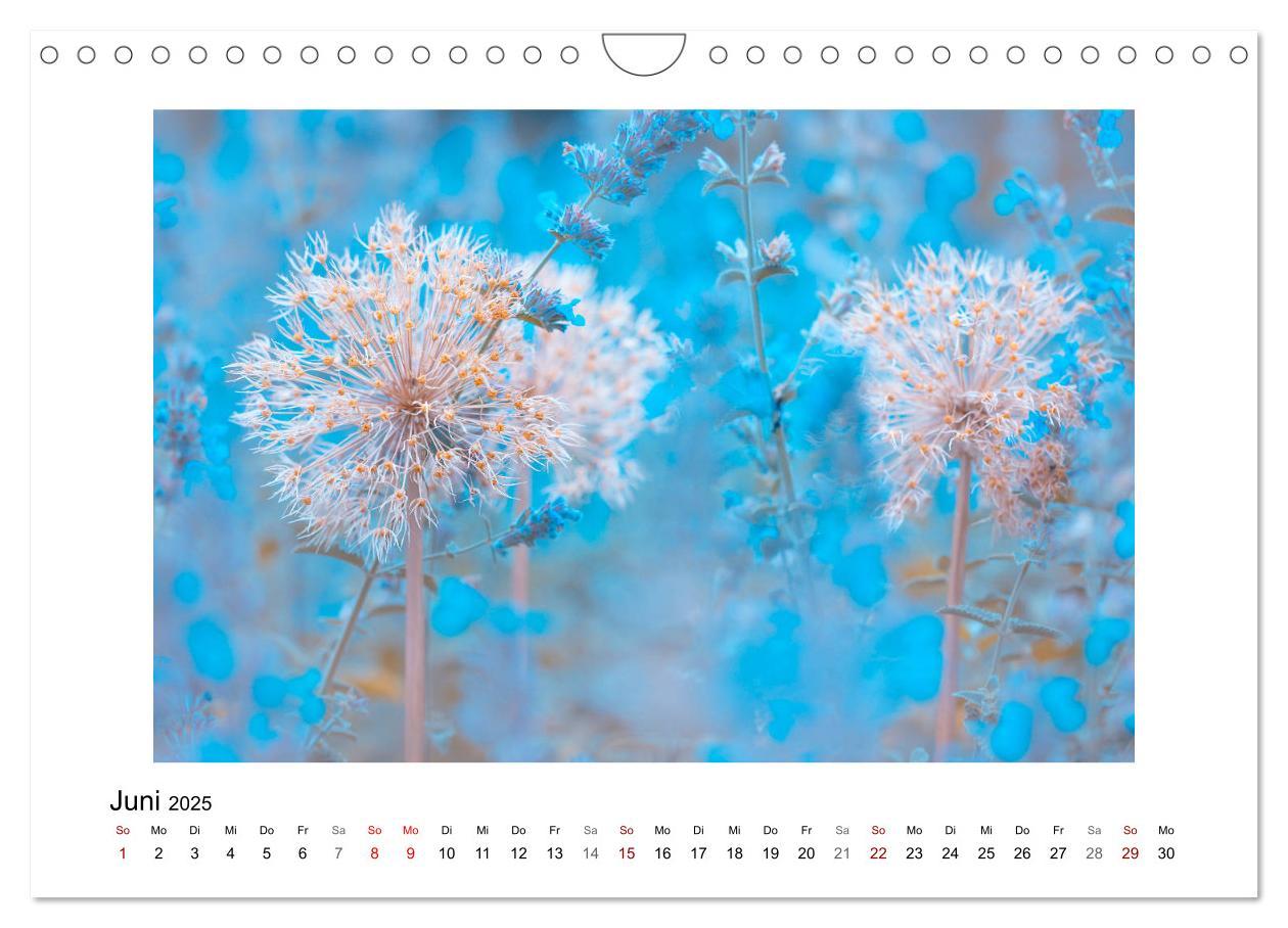 Bild: 9783435301355 | Blauer Blütentraum (Wandkalender 2025 DIN A4 quer), CALVENDO...