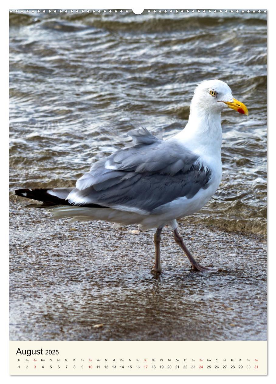 Bild: 9783435968992 | LANGEOOG Strandspaziergang (Wandkalender 2025 DIN A2 hoch),...