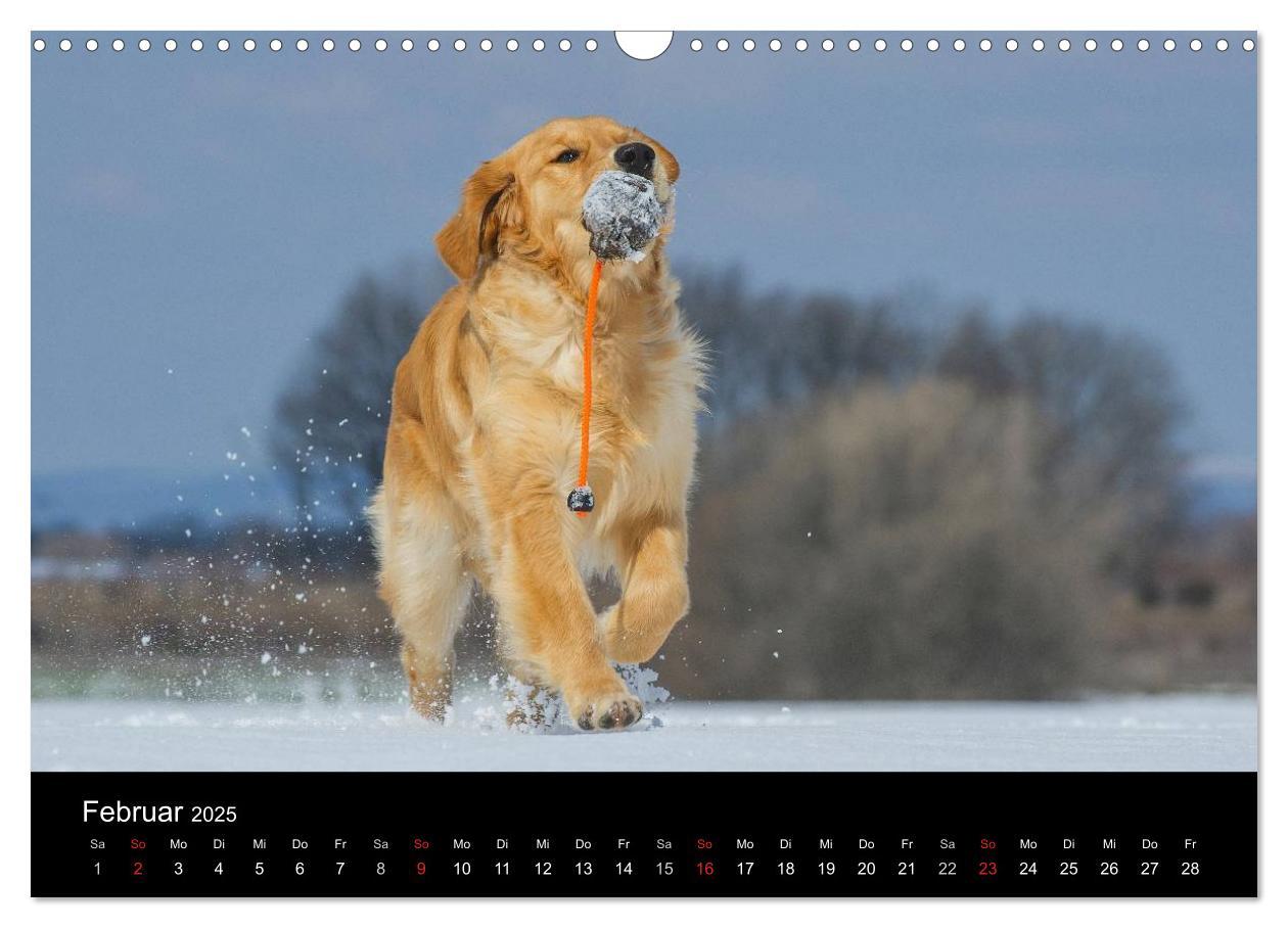 Bild: 9783435802050 | Golden Retriever - Ein Herz auf 4 Pfoten (Wandkalender 2025 DIN A3...