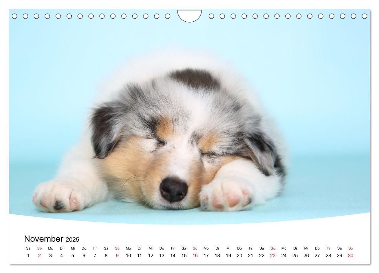 Bild: 9783435160716 | Süße Träume 2025 - schlafende Hundewelpen (Wandkalender 2025 DIN A4...