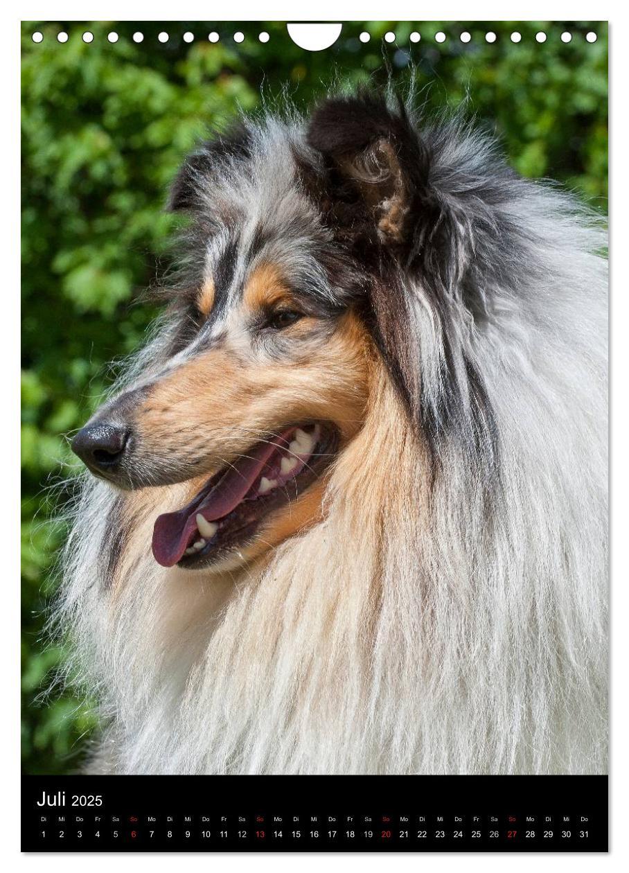 Bild: 9783457072899 | Collie 2025 (Wandkalender 2025 DIN A4 hoch), CALVENDO Monatskalender