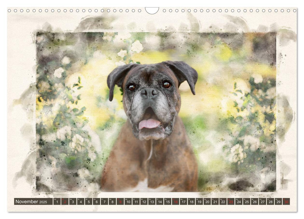 Bild: 9783435134281 | Boxer Photo&amp;Kunst (Wandkalender 2025 DIN A3 quer), CALVENDO...