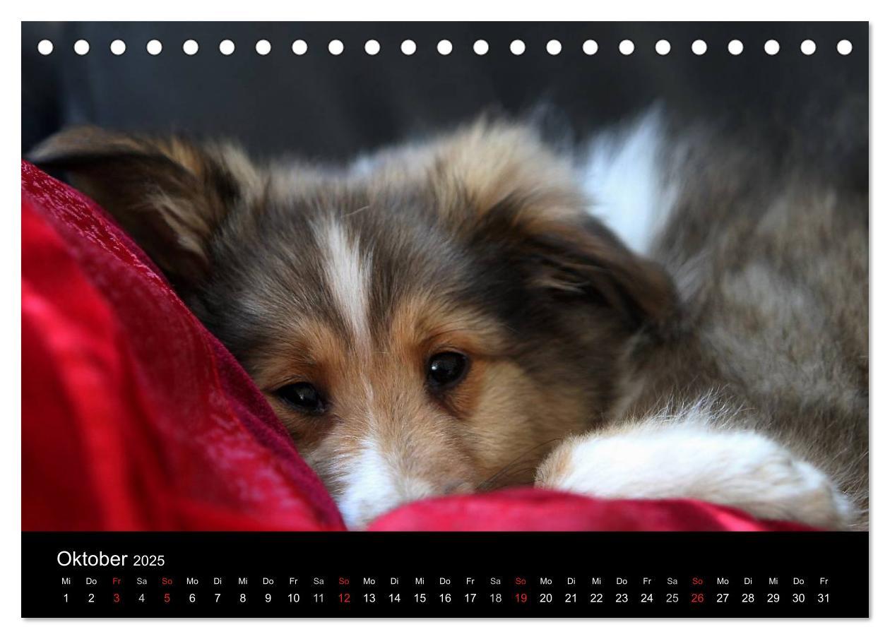 Bild: 9783435751624 | Shelties 2025 (Tischkalender 2025 DIN A5 quer), CALVENDO...